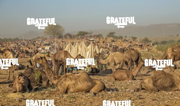 Camels at the Pushkar Camel Fair in India