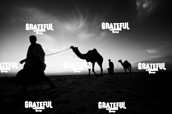 camel train in the desert in India 7
