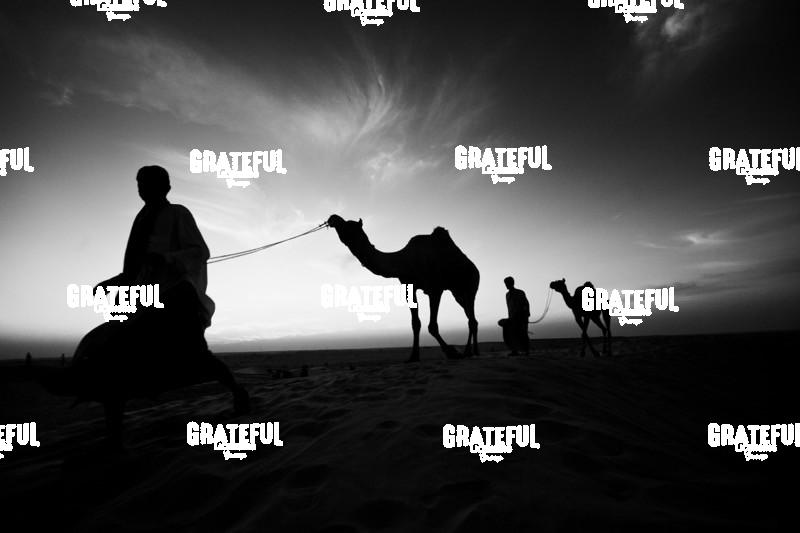 camel train in the desert in India 7