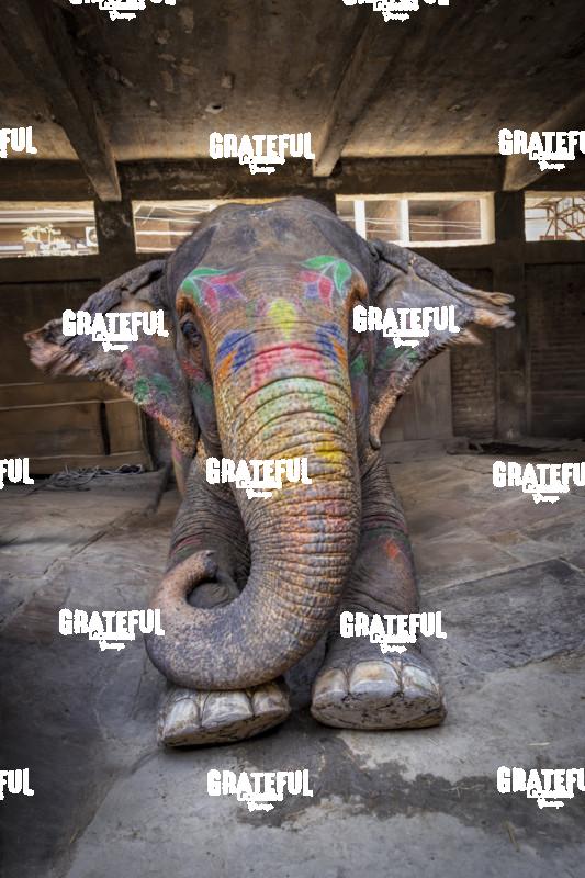 Painted Elephant in Agra, laying down