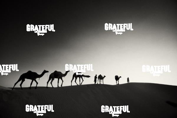 camel train in the desert in India