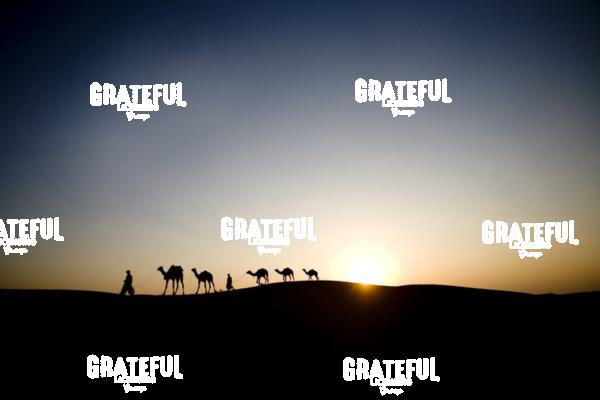 camel train in the desert in India 2