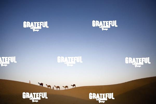 camel train in the desert in India 14