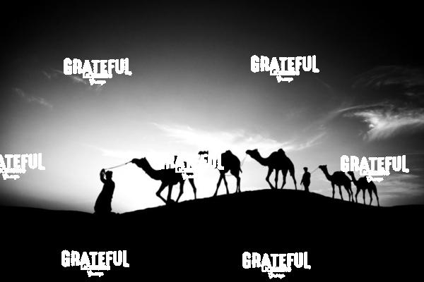 camel train in the desert in India 15