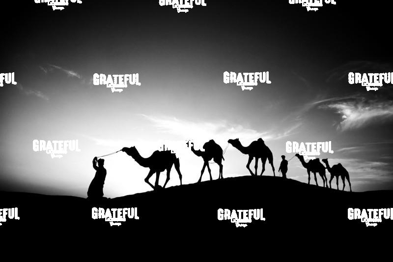 camel train in the desert in India 15