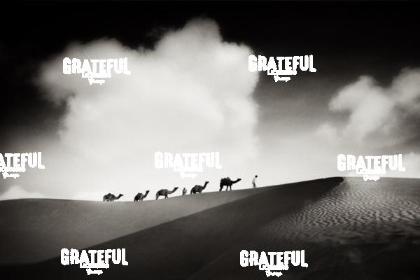 camel train in the desert in India 17