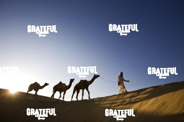 camel train in the desert in India 16