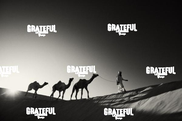 camel train in the desert in india 12.jpg