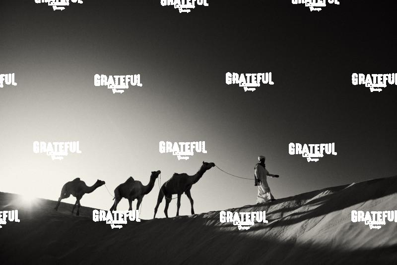 camel train in the desert in india 12.jpg