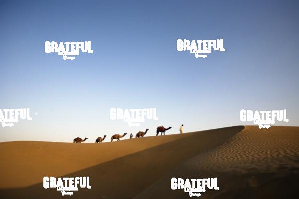 camel train in the desert in India 13