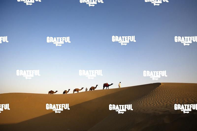 camel train in the desert in India 13