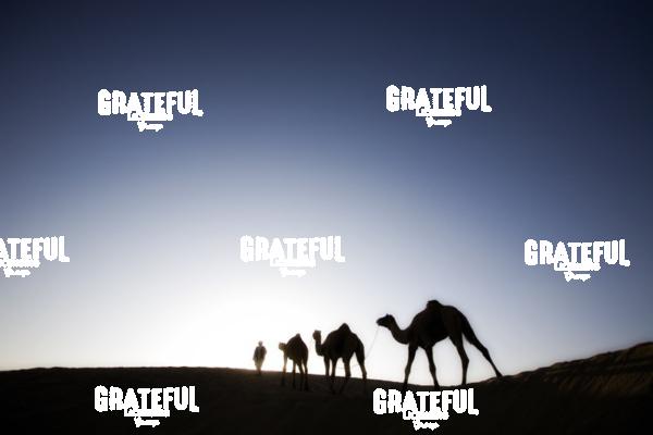 camel train in the desert in India 11
