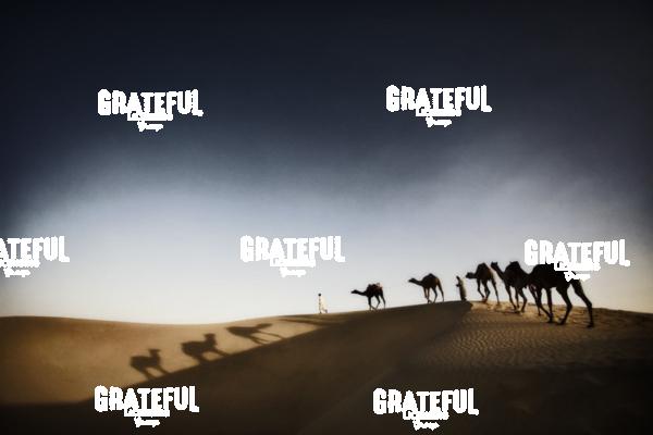 camel train in the desert in India 10