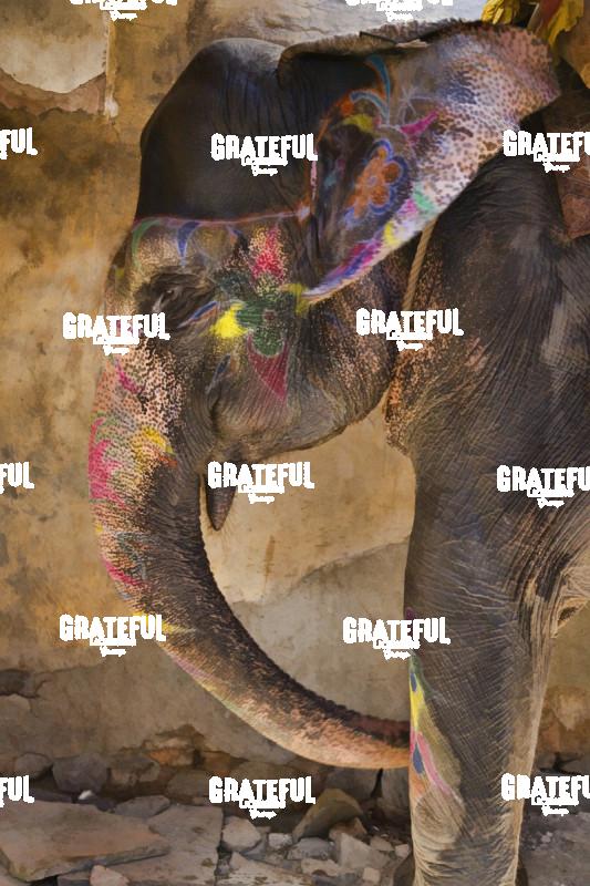 painted elephant in jaipur India
