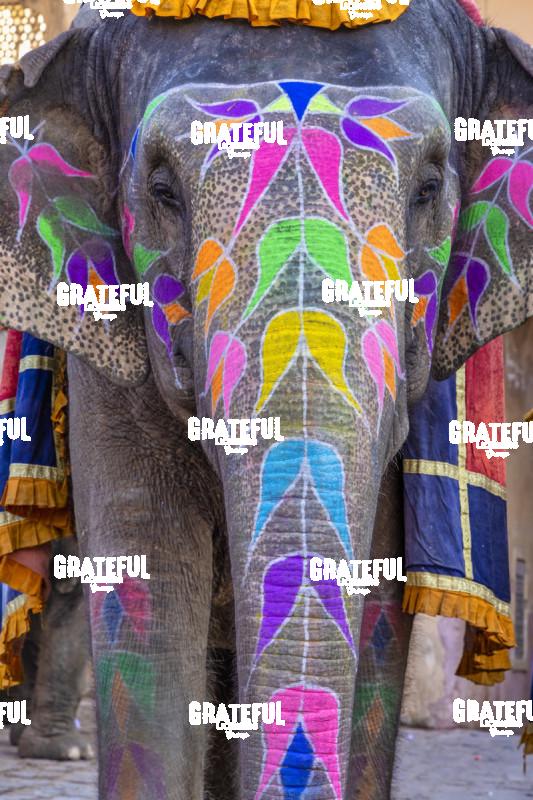 Painted elephant in Jaipur, rajasthan, India