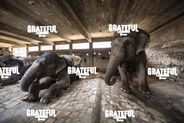 Painted elephants in their sleeping area in Jaipur, India