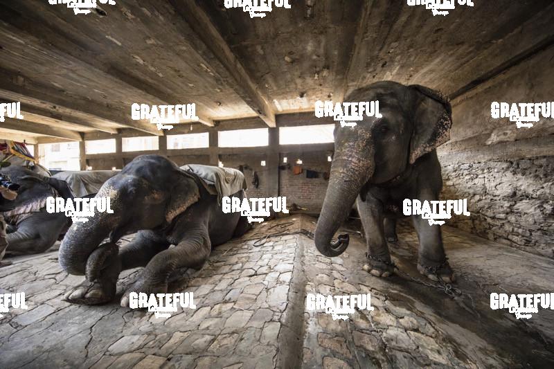 Painted elephants in their sleeping area in Jaipur, India