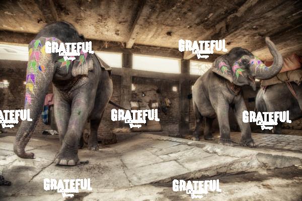 Painted elephants in their sleeping area in Jaipur, India 3