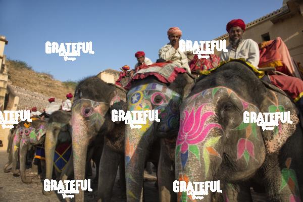The painted elephants and their trainers in Jaipur, India 2