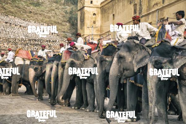 The painted elephants and their trainers in Jaipur, India 5