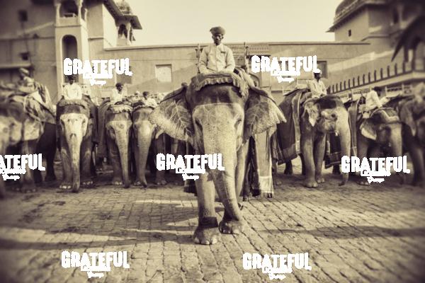 The painted elephants and their trainers in Jaipur, India