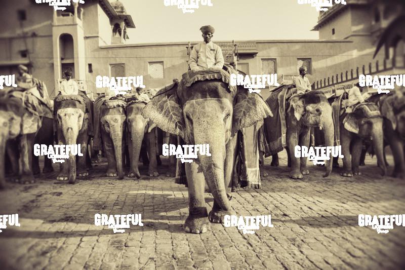 The painted elephants and their trainers in Jaipur, India