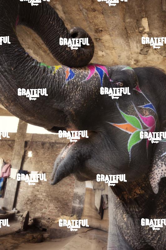 The painted elephants in Jaipur, India 3