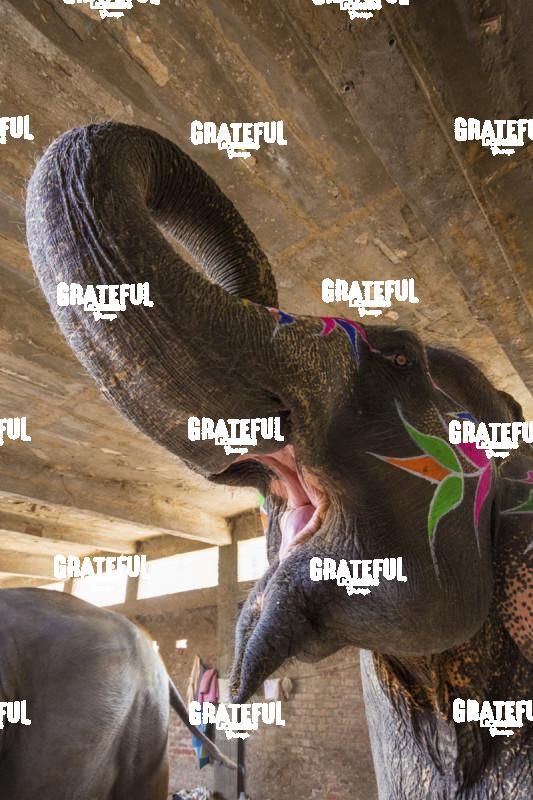 The painted elephants in Jaipur, India 4