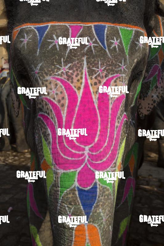 The painted elephants in Jaipur, India