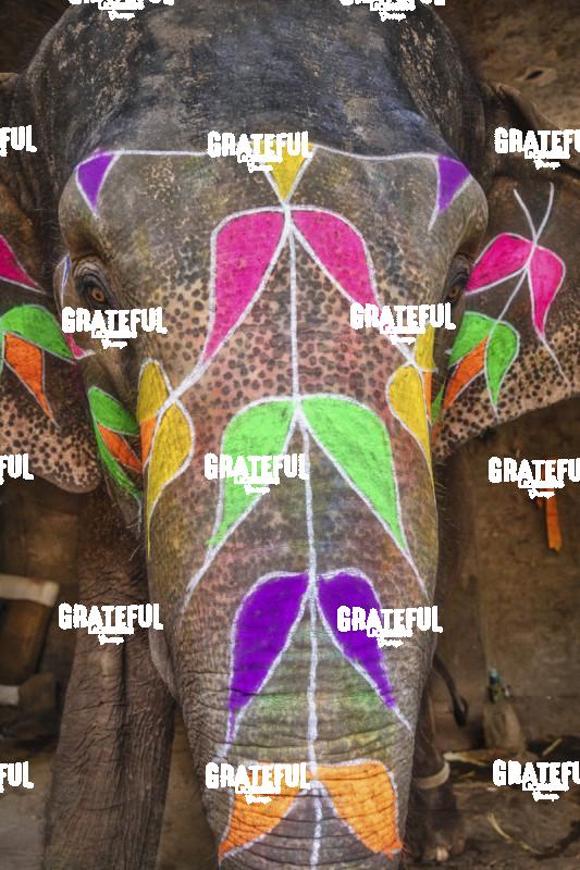 The painted elephants of Jaipur, India