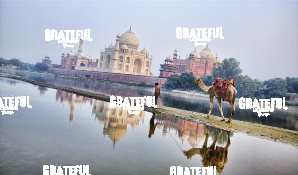 young boy walking his camel behind the taj mahal