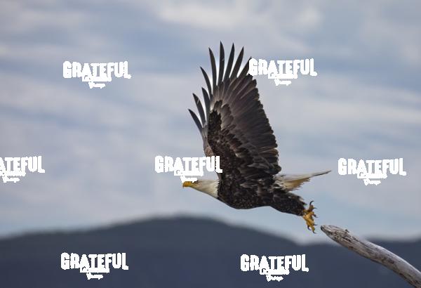 Bald Eagle Taking Off From Branch-1