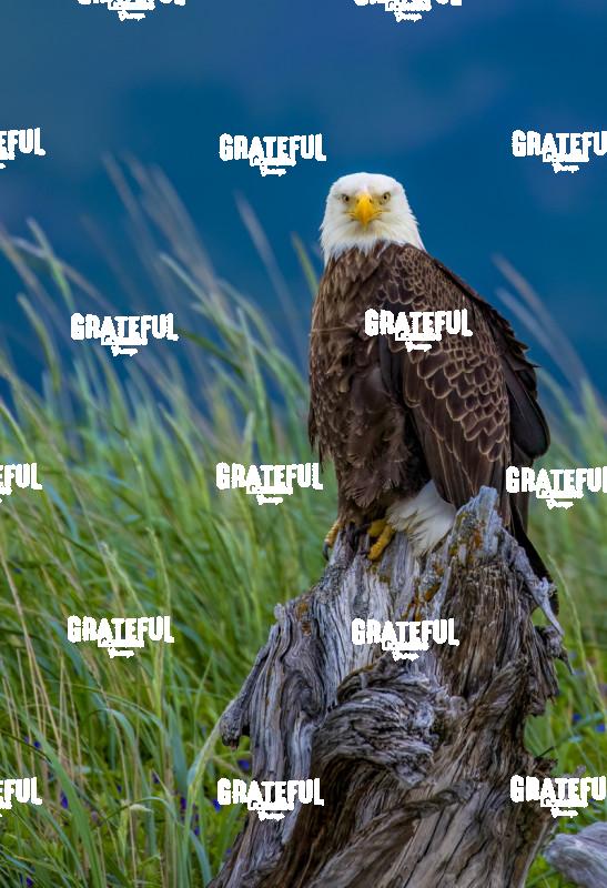 Bald Eagle on Stump (stare)-1