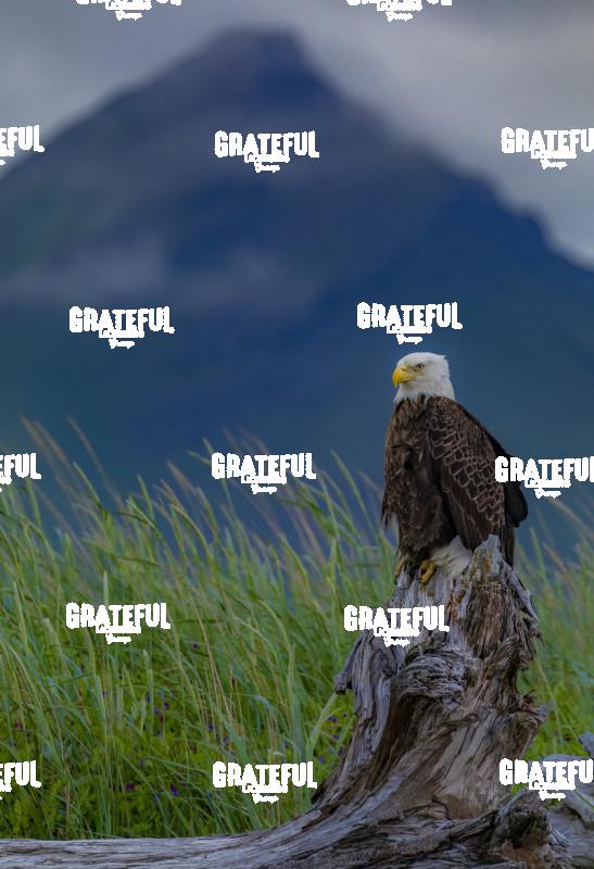 Bald Eagle on Stump with Mountain-1
