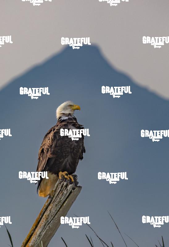 Perched Beneath the Mountain-1