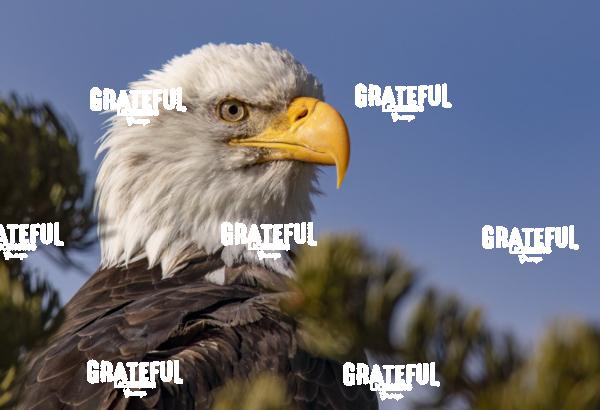 Bald Eagle Portrait (close up)-1