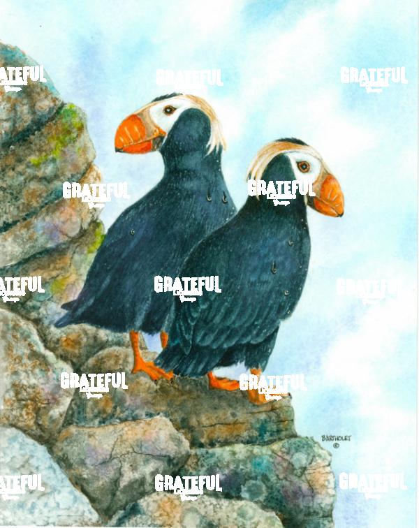 Tufted Puffins