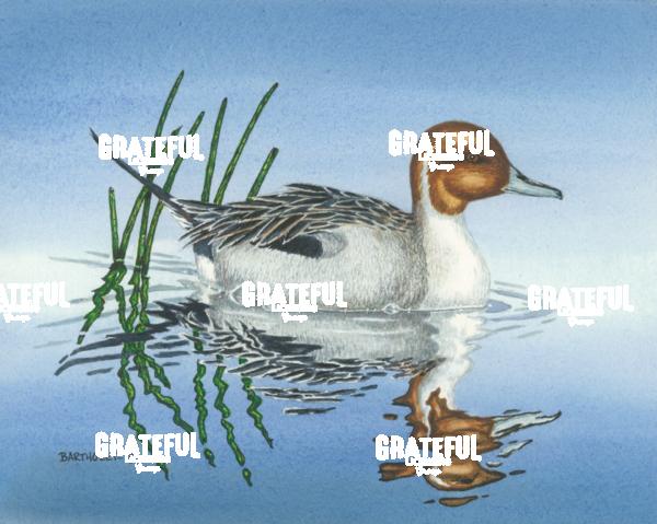 Bull Sprig (Duck)
