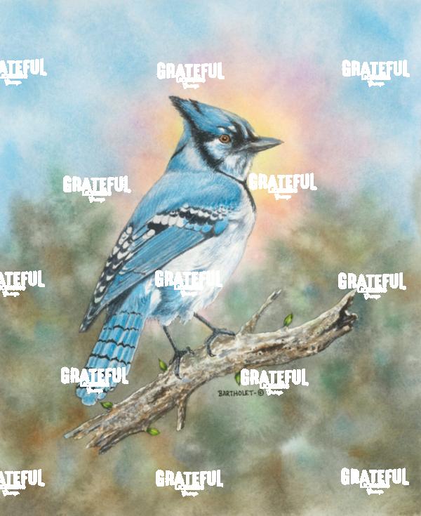 Daybreak Jay