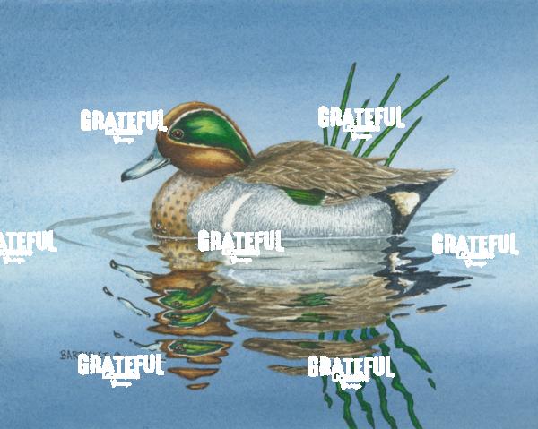Green Wing (Duck)
