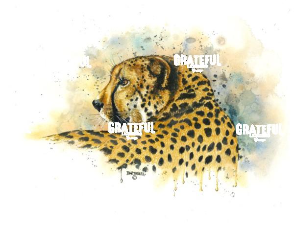Cheetah
