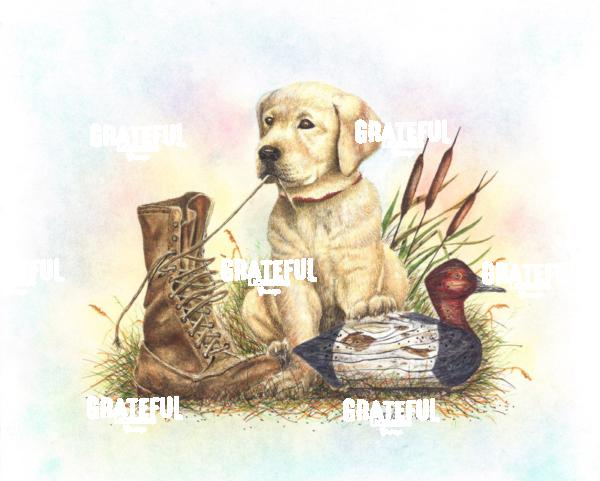Yellow Lab