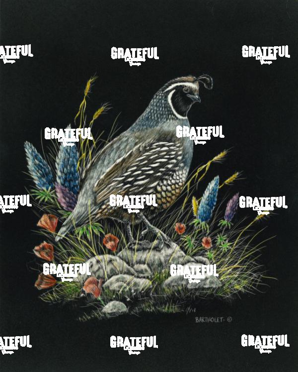 California Dreaming (Quail)