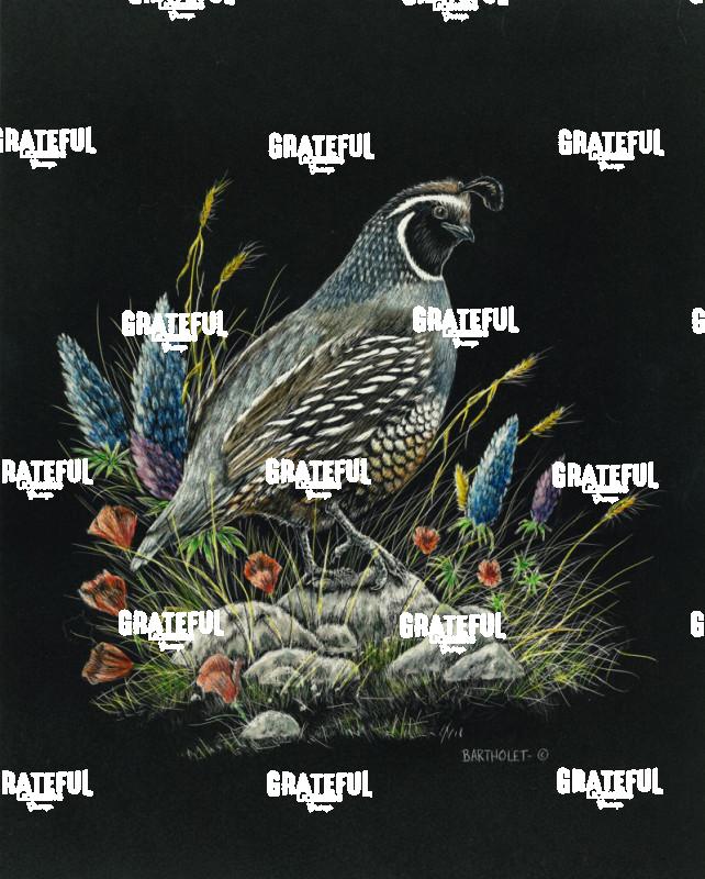 California Dreaming (Quail)