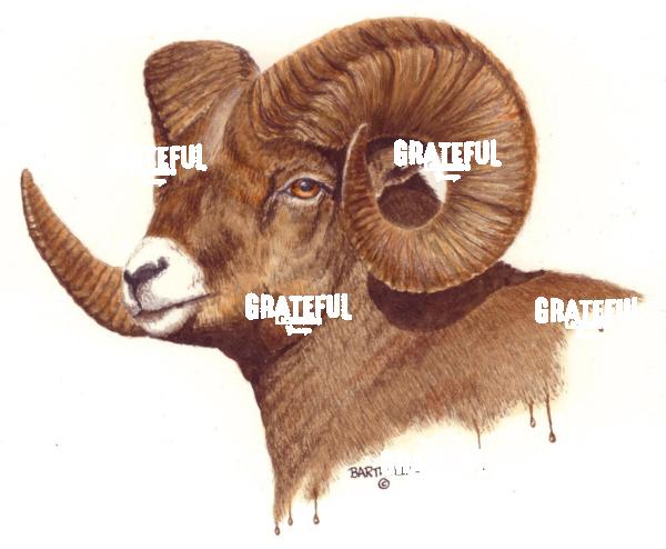 Ram