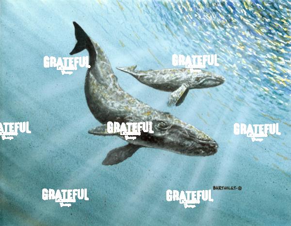 Gray Whales