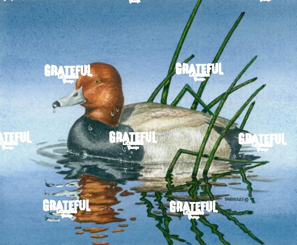 Red Head (Duck)
