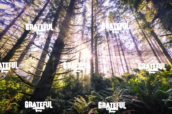 Stunning Forest on the Oregon Coast at sunrise 3