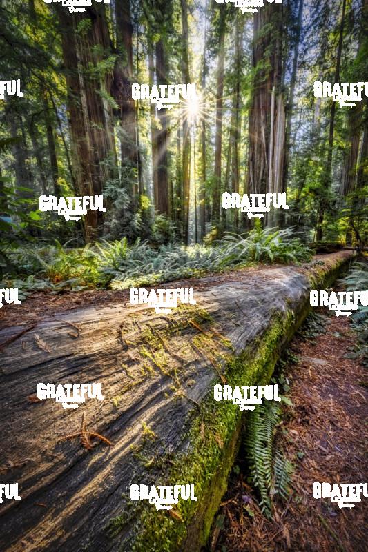 Sun rays at sunrise in Jedediah Smith Redwood Forest 2