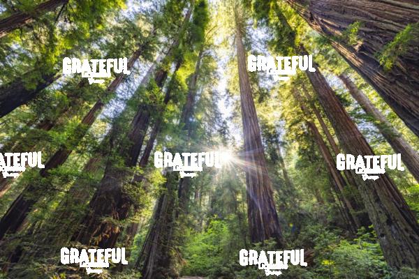 Sun rays at sunrise in Jedediah Smith Redwood Forest 6